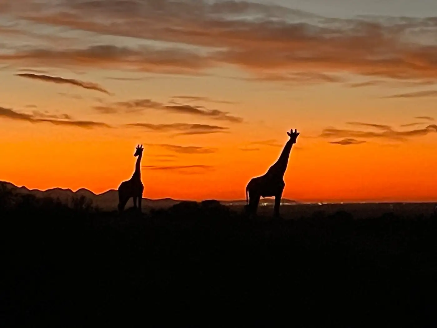 Our guests from Glasgow enjoying a luxury safari experience with stunning game drives, warm hospitality, delicious food, and exceptional lodge staff.
